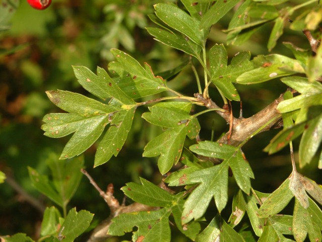 Crataegus monogyna / Biancospino comune